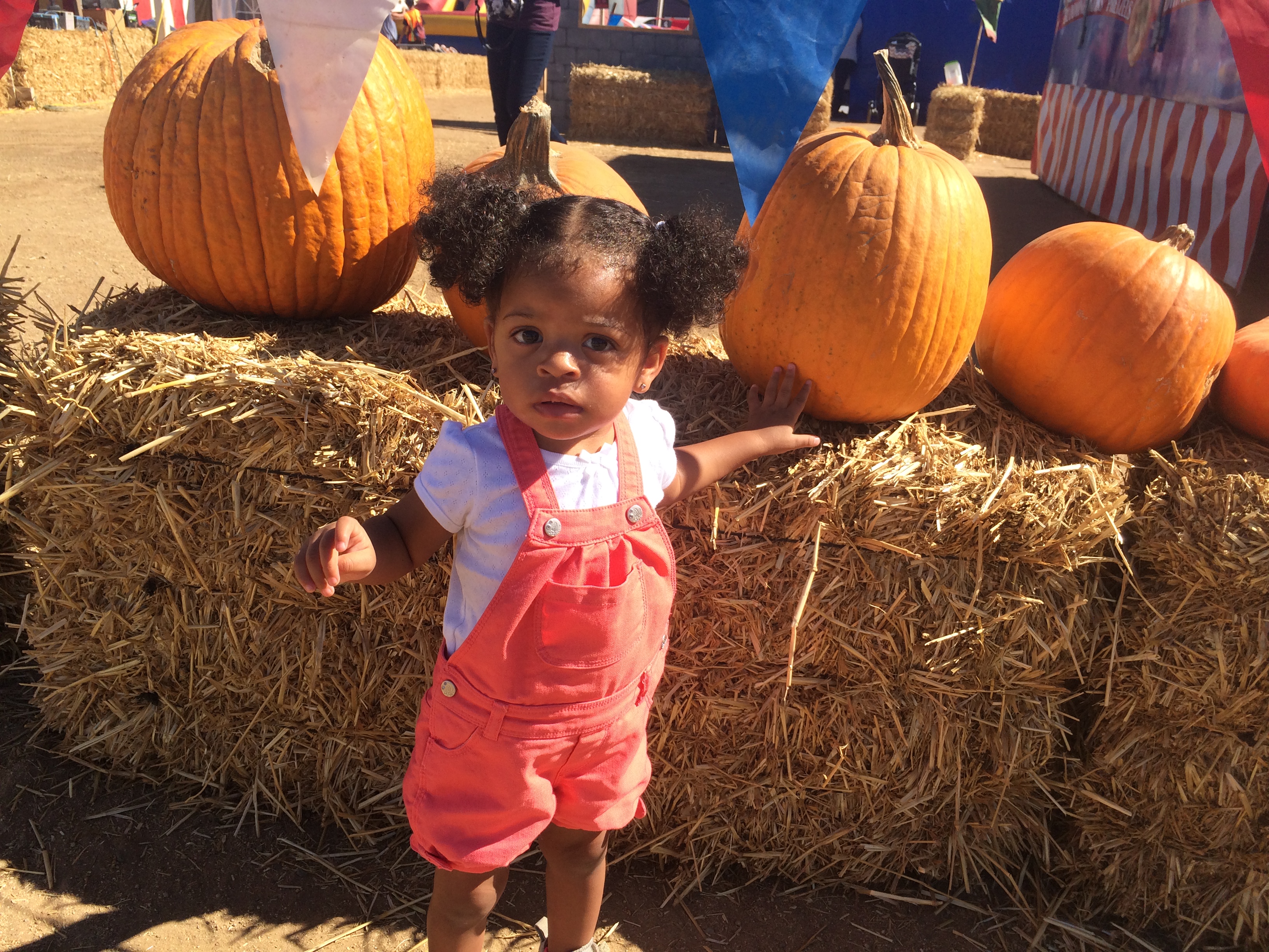 Pumpkin Patch – Halloween